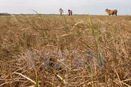 Mekong Delta farmers grapple with worst saline intrusion
