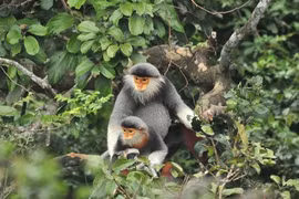 Red-shanked douc langur chosen as Da Nang’s mascot 