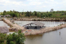 Natural disasters wreck havoc on aquaculture in Ca Mau