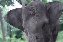 Endangered species event held in Hanoi