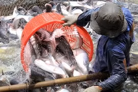 23 Vietnamese firms eligible to export tra catfish to US