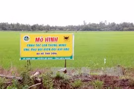 Mekong Delta adopts smart rice cultivation model