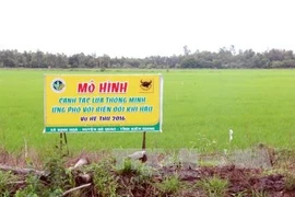 Mekong Delta adopts smart rice cultivation model