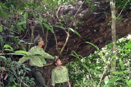 Nature preservation in Central, Central Highlands needs overhaul