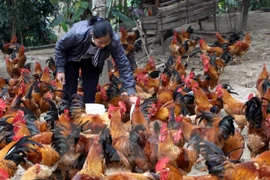 Poland exporters eye Vietnam poultry market 