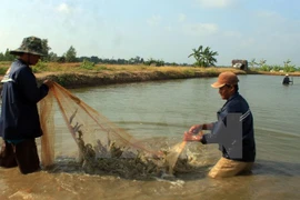 EU supports shrimp value chain development in Vietnam