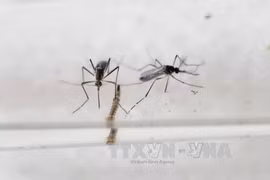 Health Ministry strengthens monitoring on Zika virus