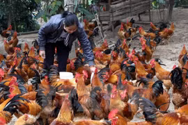 Poland exporters eye Vietnam poultry market 
