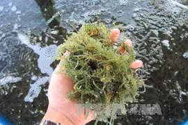 Ninh Thuan: sea grapes farming produces high profit
