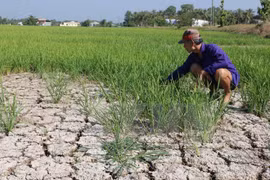 Adaptation to saltwater intrusion critical to Mekong Delta