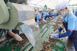 Vietnam to import 450,000 tonnes of raw cashew nut