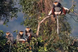 Photo exhibition on langurs opens in Da Nang