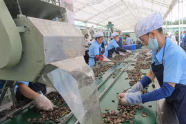 Cashew prices reach highest in a decade 