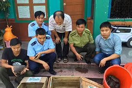 Pangolin smugglers to face up to 15 years in jail