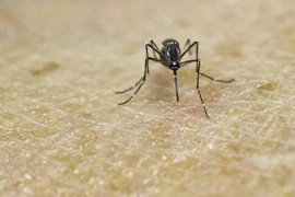 Yellow fever likely to appear in Vietnam: health ministry