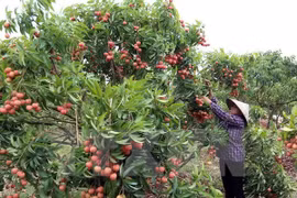 Hai Duong exports 5,000 tonnes of lychee so far 