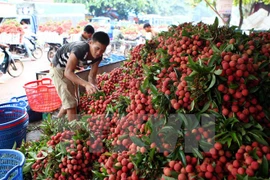 Australia – potential market for Vietnam’s fruit, vegetable 
