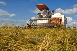 Branding of Vietnamese rice should first focus on domestic market
