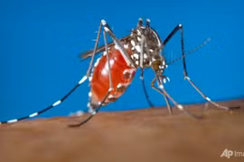 Singapore records more Zika infections 