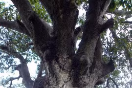 Ancient banyan in Binh Dinh named Heritage Tree 