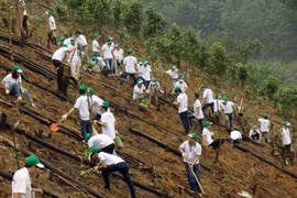 Honda plants 80 hectares of forest in Bac Kan 