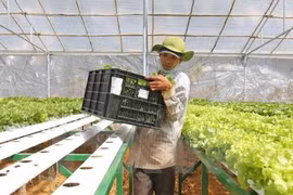 Quang Ninh appeals for investment in agriculture