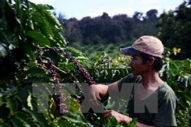 Lam Dong: 3.8 billion VND in support for coffee replanting 