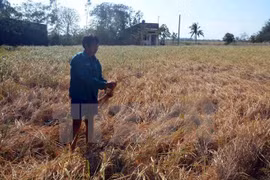 Over 2 trillion VND allocated to cope with drought, salinity