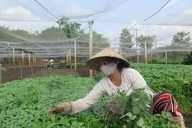 Malaysia might need to import vegetables from Vietnam