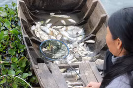More efforts put in search of cause of mass fish death