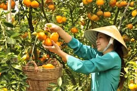 Thanh Hoa: women active in new-style rural area building
