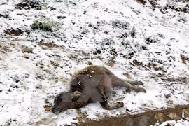 Cold spell takes heavy toll on northern Vietnam