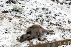 Cold spell takes heavy toll on northern Vietnam