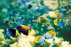 HCM City: Ornamental fish exports bring home 7 million USD