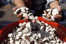 Binh Thuan temporarily bans exploitation of mollusc, bivalve at sea
