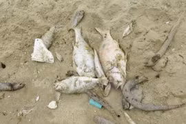 Marine pollution at alarming rate off Vietnam’s coast