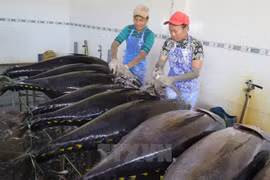 Binh Dinh’s tuna fishing benefits from Japanese technology