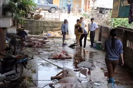 Ho Chi Minh City to clear out substandard slaughterhouses