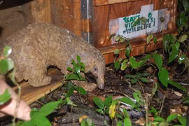 Over 40 Javan pangolins released into the wild 