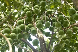 MARD announces overall planning for Macadamia development