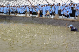 Binh Dinh to develop high-tech shrimp farming 