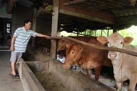 Filtration system eases water shortage in Ben Tre