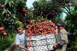 Bac Giang seeks to boost lychee consumption