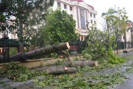 Trees uprooted by typhoon Mirinae