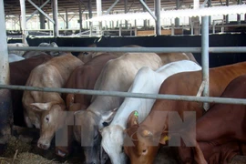 Quang Ninh licenses cattle farming project within three hours
