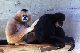 Over 6 billion VND to spend for Siki gibbon conservation in Quang Binh