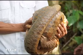 A pangolin is released into the wild in Binh Phuoc (Photo: VNA)