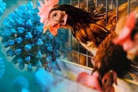 Illustrative Image (Photo: VNA)
