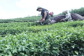 Farmers harvest tea on a farm in Lạng Sơn Province. Organic tea growing area remains modest in Việt Nam, estimated at around 8,000 ha. (Photo: VNA) 