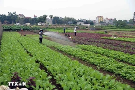 Hanoi focusing on market-oriented agricultural production (Photo: VNA)